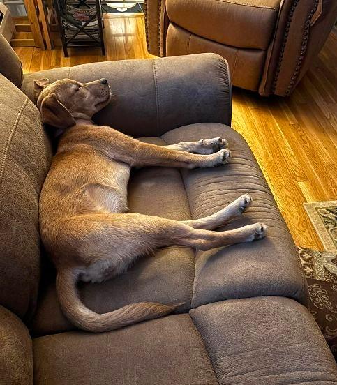 Enlarge Bixie, a ADOPTABLE mixed breed in Mechanicsburg, PA image 3/6