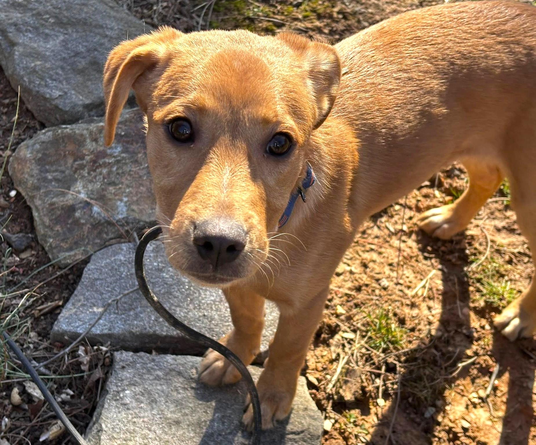 Enlarge Bixie, a ADOPTABLE mixed breed in Mechanicsburg, PA image 2/6