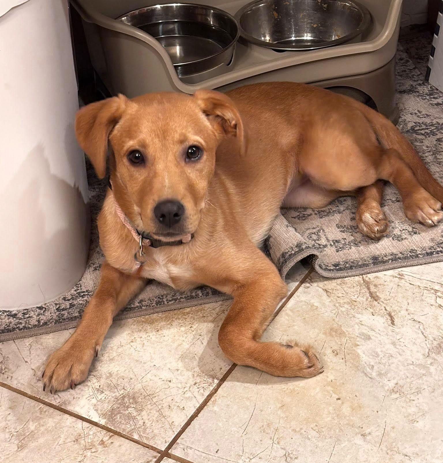 Bixie, ADOPTABLE, Puppy Female Hound & Labrador Retriever.