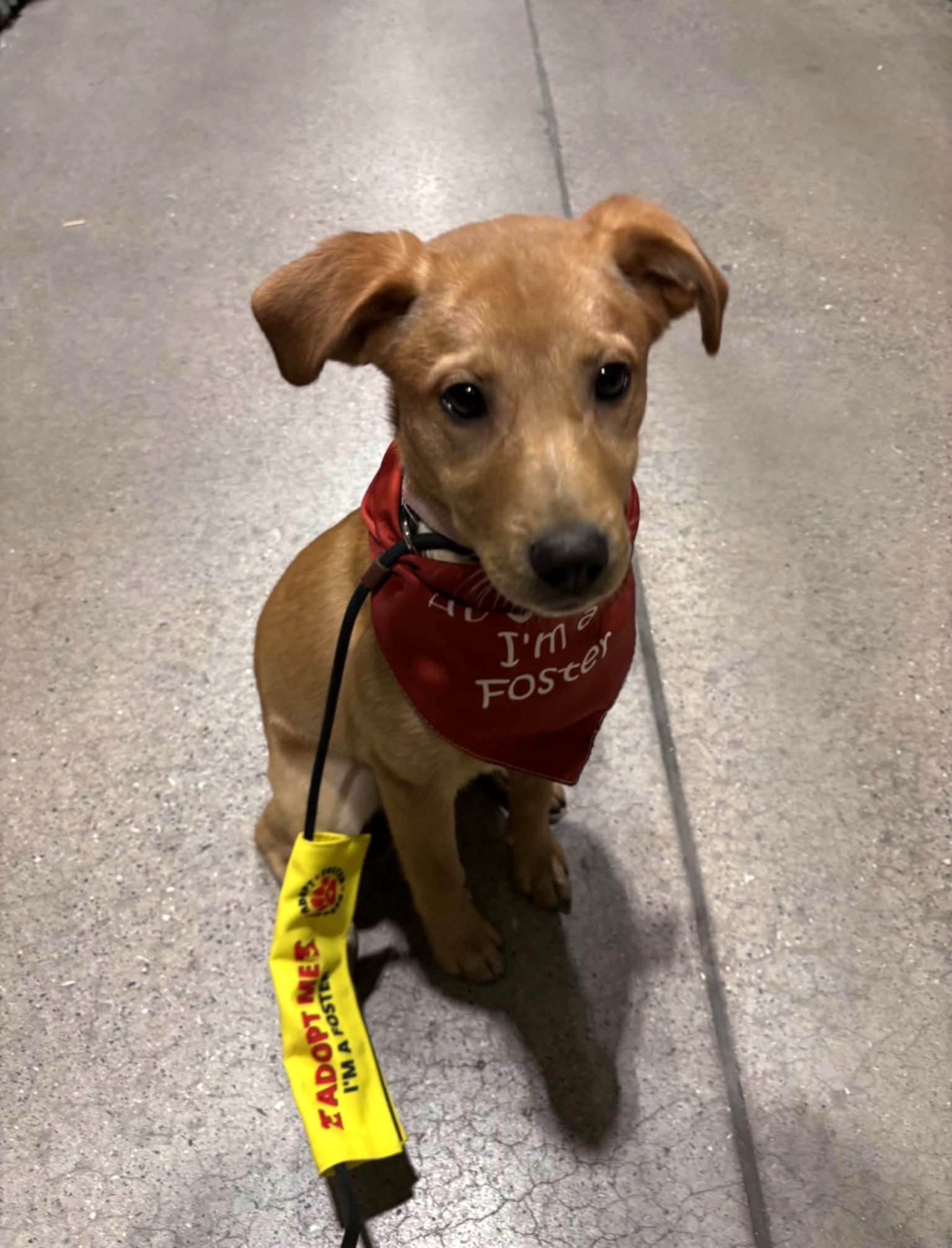 Enlarge Bixie, an adopted mixed breed in Mechanicsburg, PA image 5/6