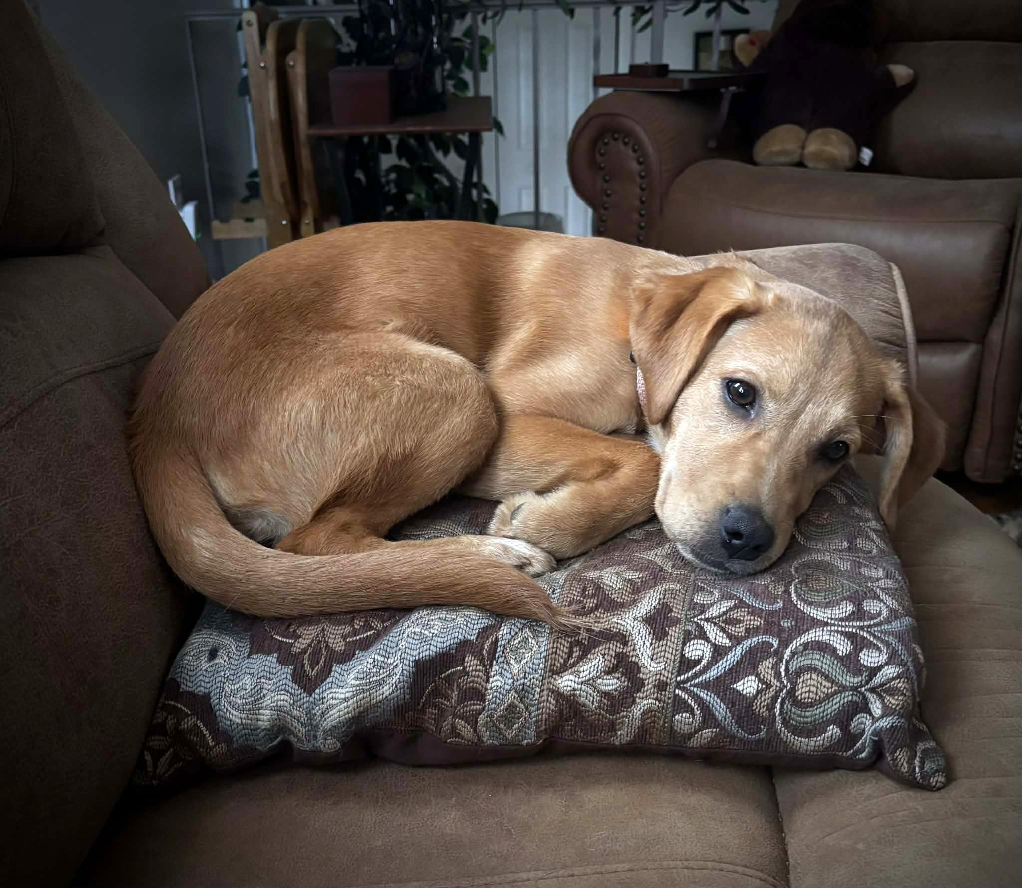 Enlarge Bixie, an adopted mixed breed in Mechanicsburg, PA image 1/6