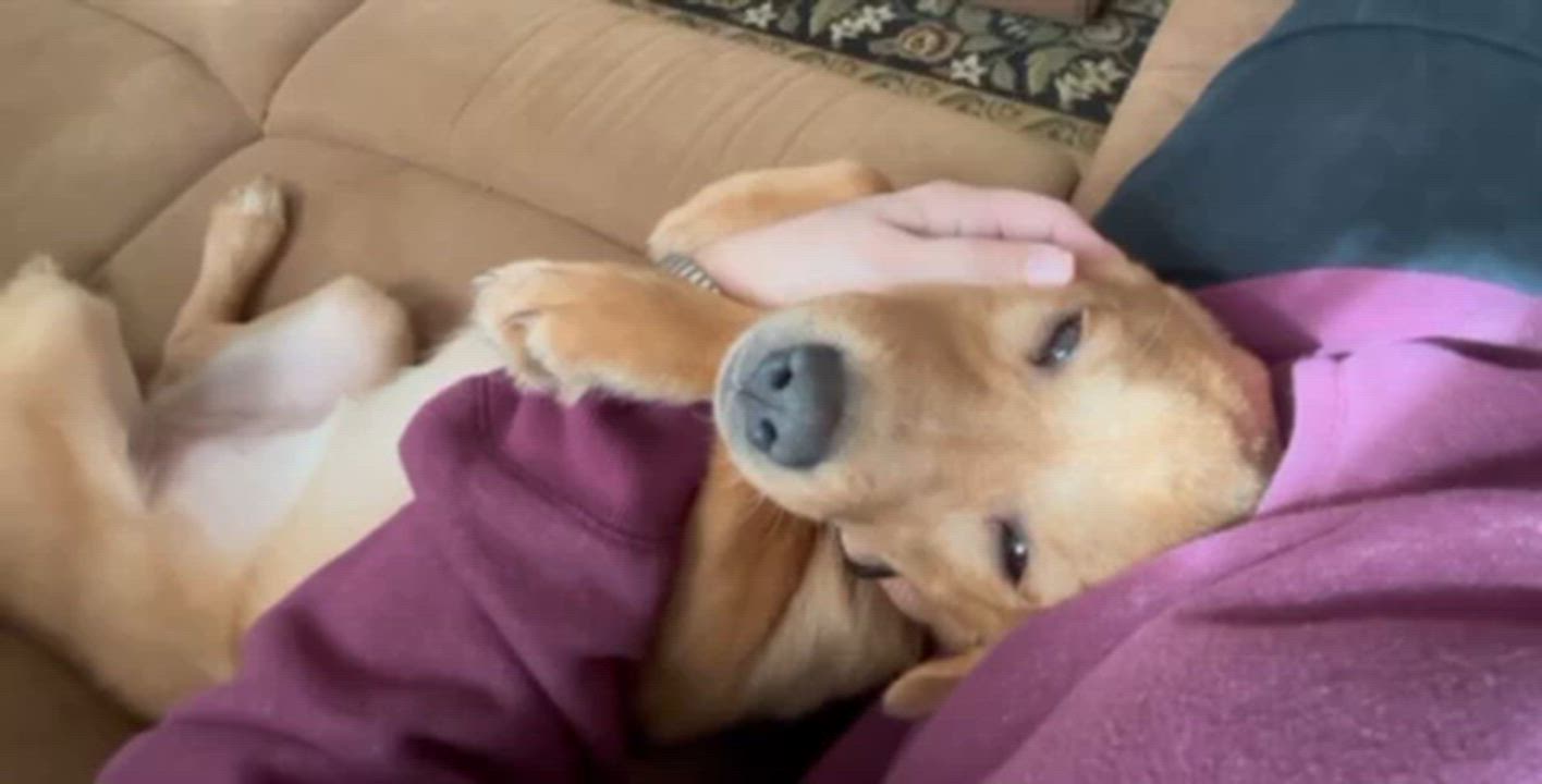 Enlarge Bixie, a ADOPTABLE mixed breed in Mechanicsburg, PA video 6/6