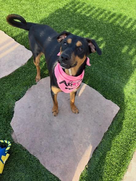 Clover, a ADOPTABLE mixed breed in Poway, CA image 4/4