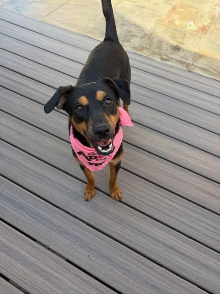 Clover, a ADOPTABLE mixed breed in Poway, CA image 3/4