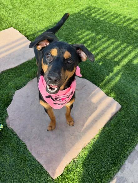 Clover, a ADOPTABLE mixed breed in Poway, CA image 2/4