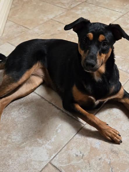 Clover, a ADOPTABLE mixed breed in Poway, CA image 1/4