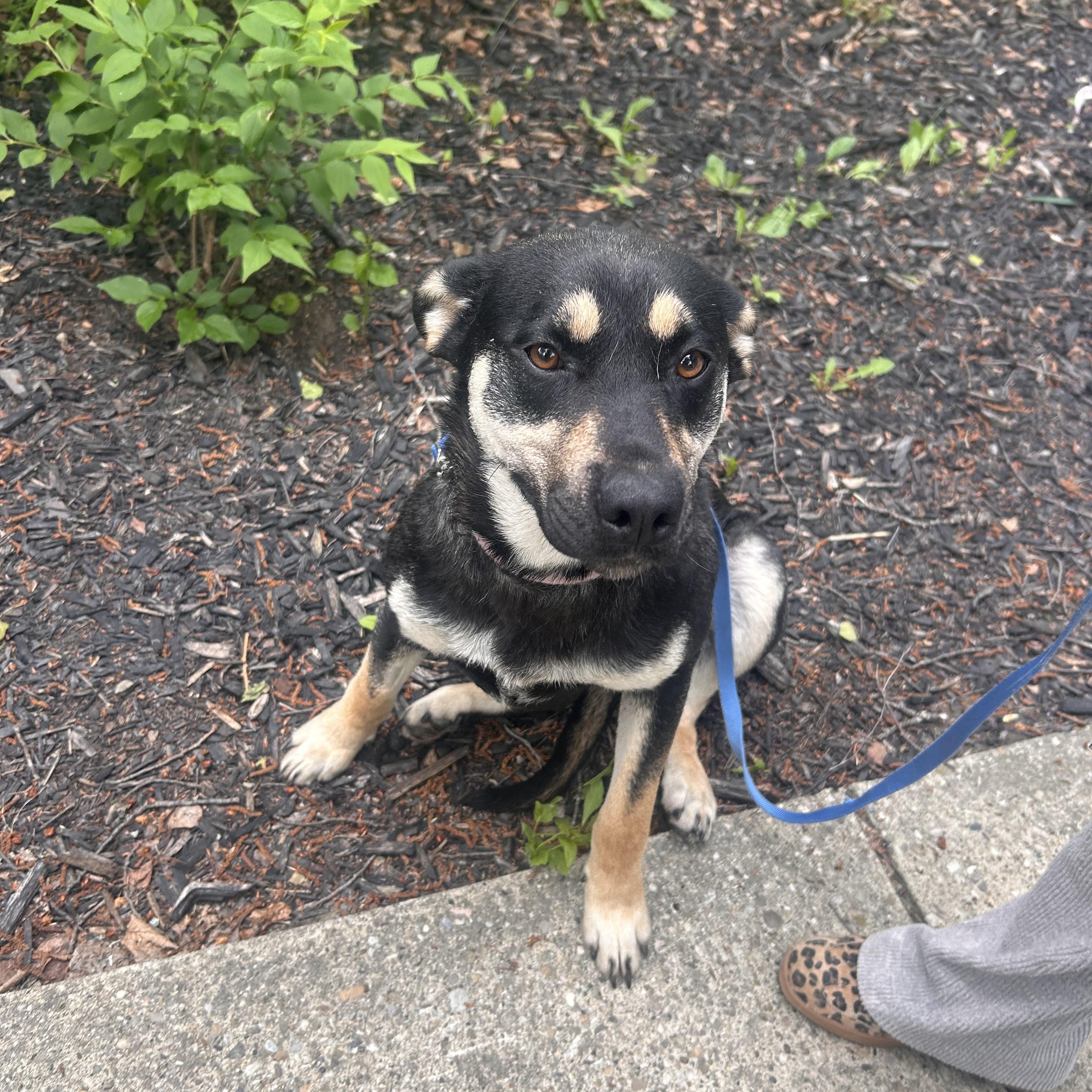 Twyla, a ADOPTABLE Shepherd in Edmonton, AB image 3/6