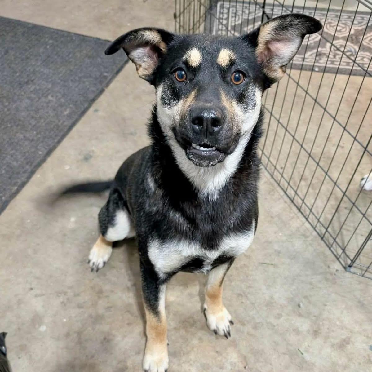 Twyla, ADOPTABLE, Adult Female Shepherd.