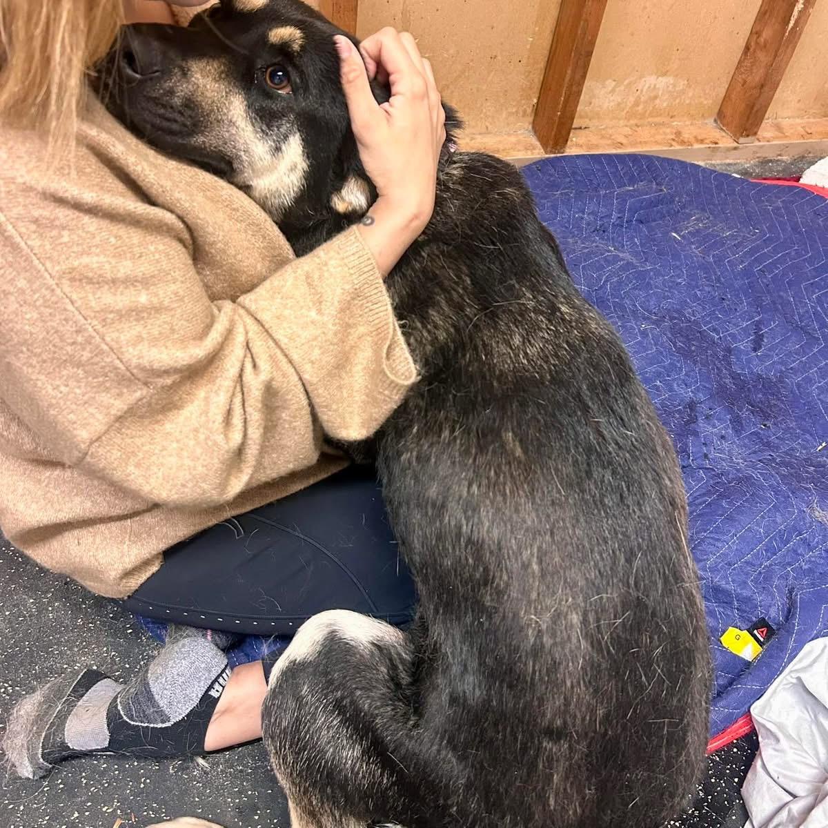 Twyla, a ADOPTABLE Shepherd in Edmonton, AB image 5/6