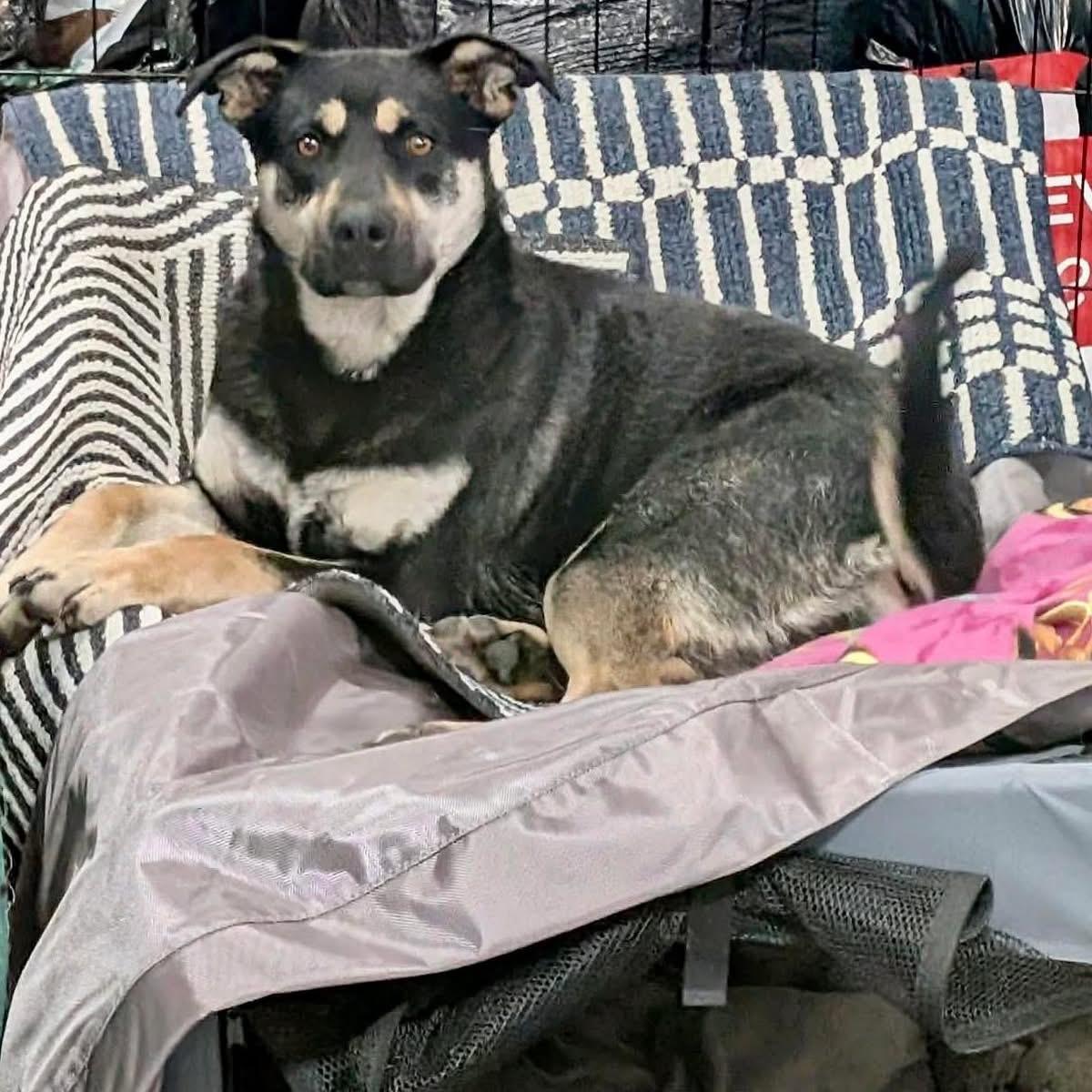 Twyla, a ADOPTABLE Shepherd in Edmonton, AB image 4/6