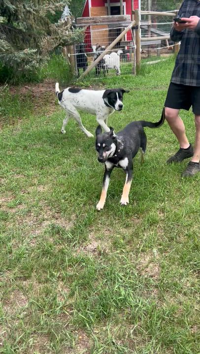Enlarge Twyla, a ADOPTABLE Shepherd in Edmonton, AB video 2/6