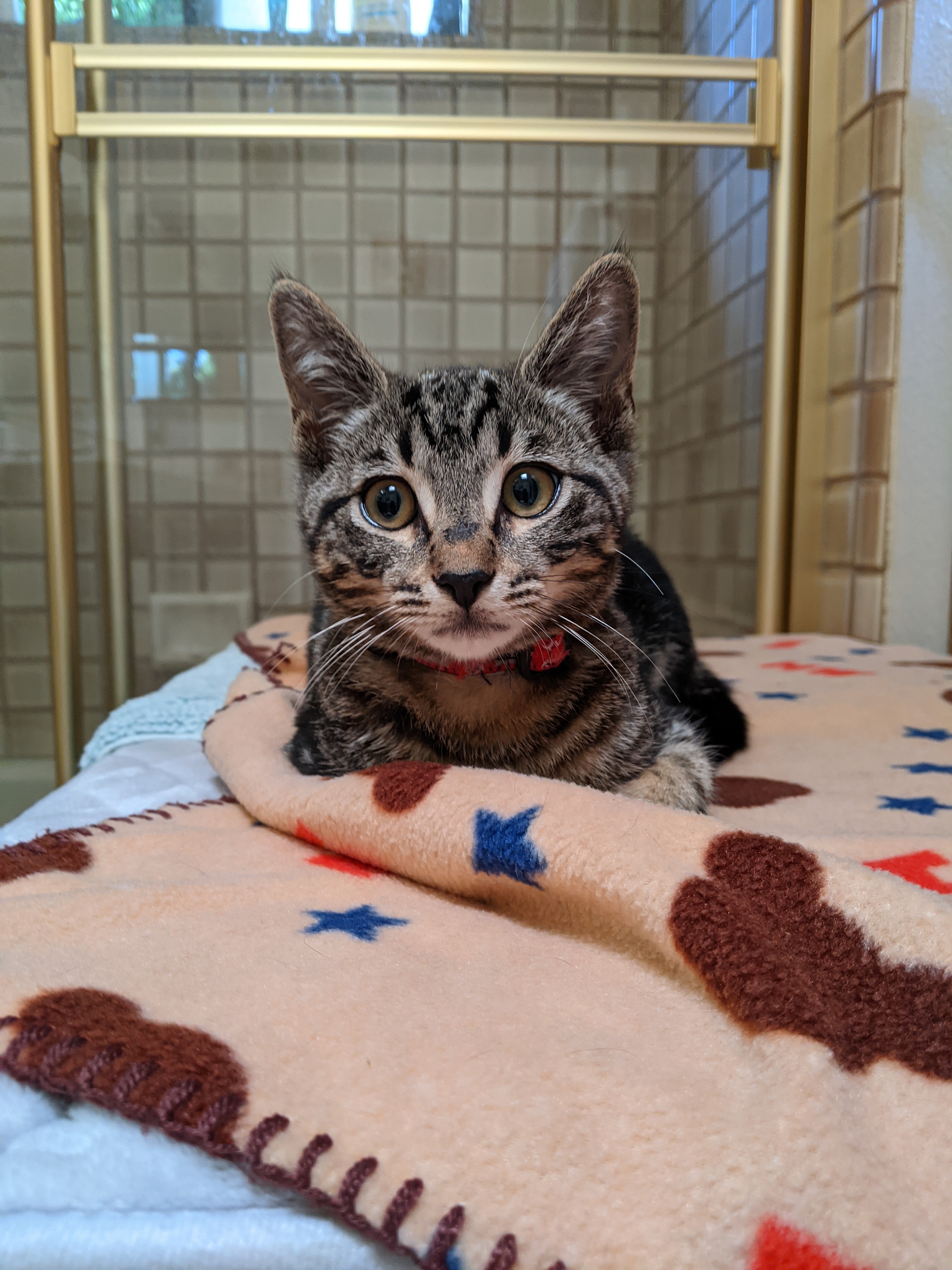 Buddy, Adopted, Adult Male Tabby & Bengal.