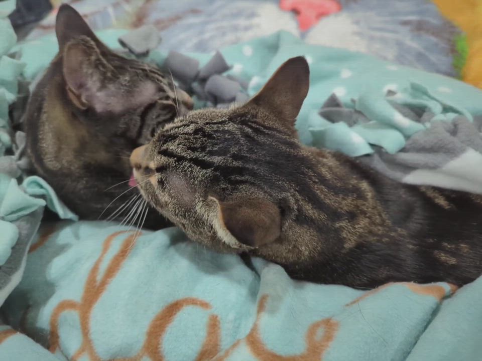 Enlarge Buddy, a Adopted mixed breed in Torrance, CA video 5/6