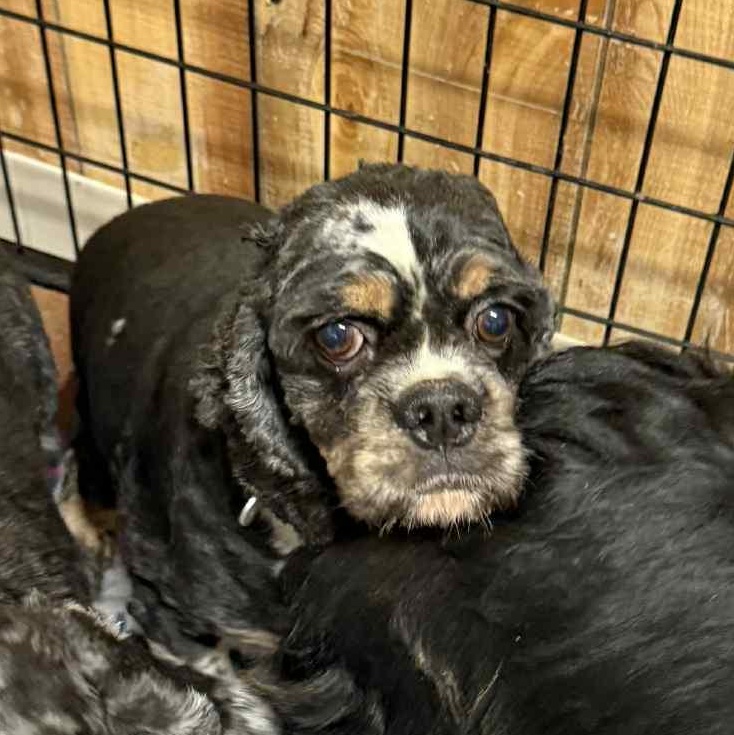Charlie - Foster Home Needed