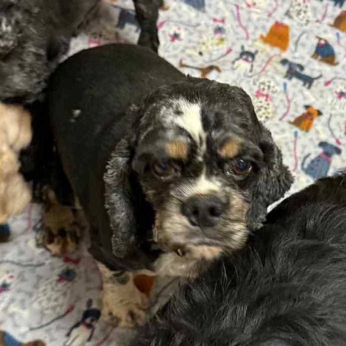 Charlie - Foster Home Needed