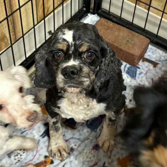 Charlie - Foster Home Needed