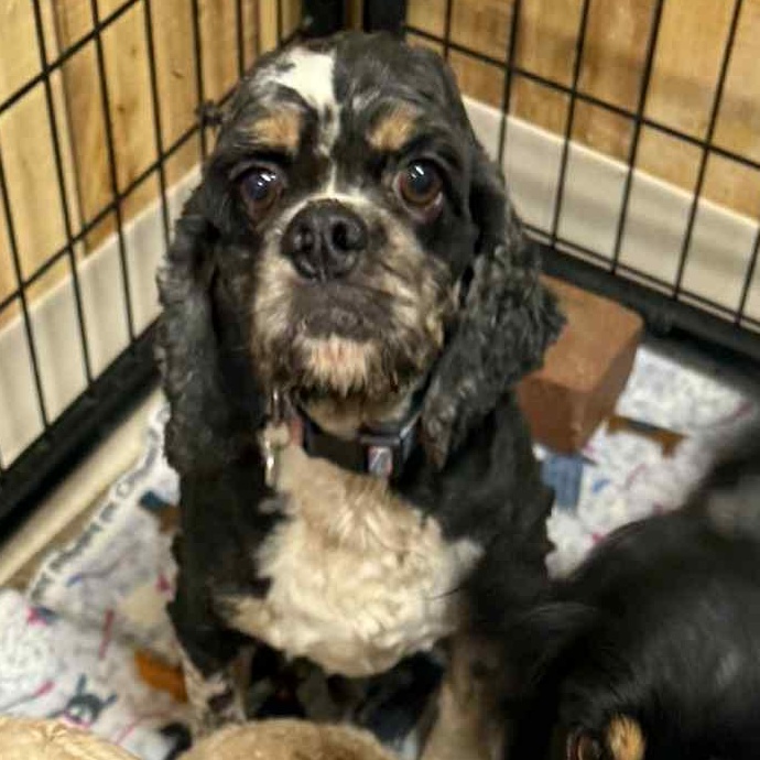 Charlie - Foster Home Needed