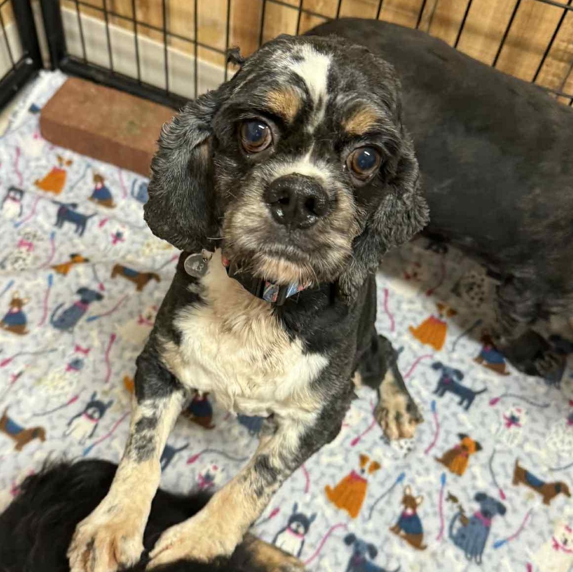 Charlie - Foster Home Needed