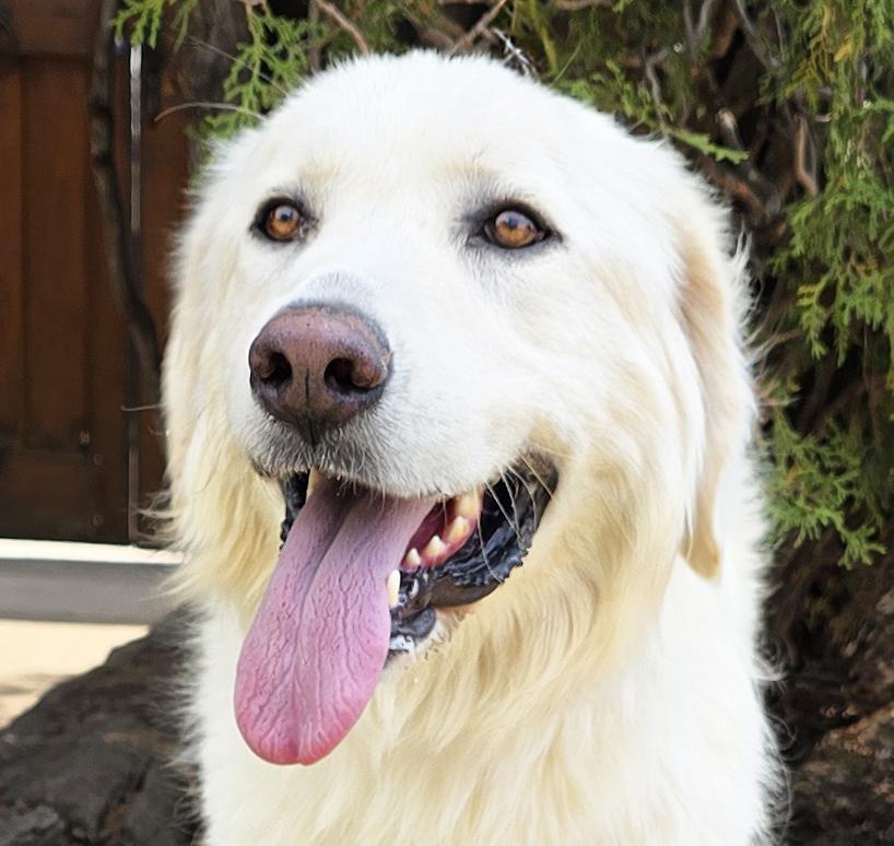 Winsome Ms Wilma Pyr - Gentle Lady, adopted, Young Female Great Pyrenees.