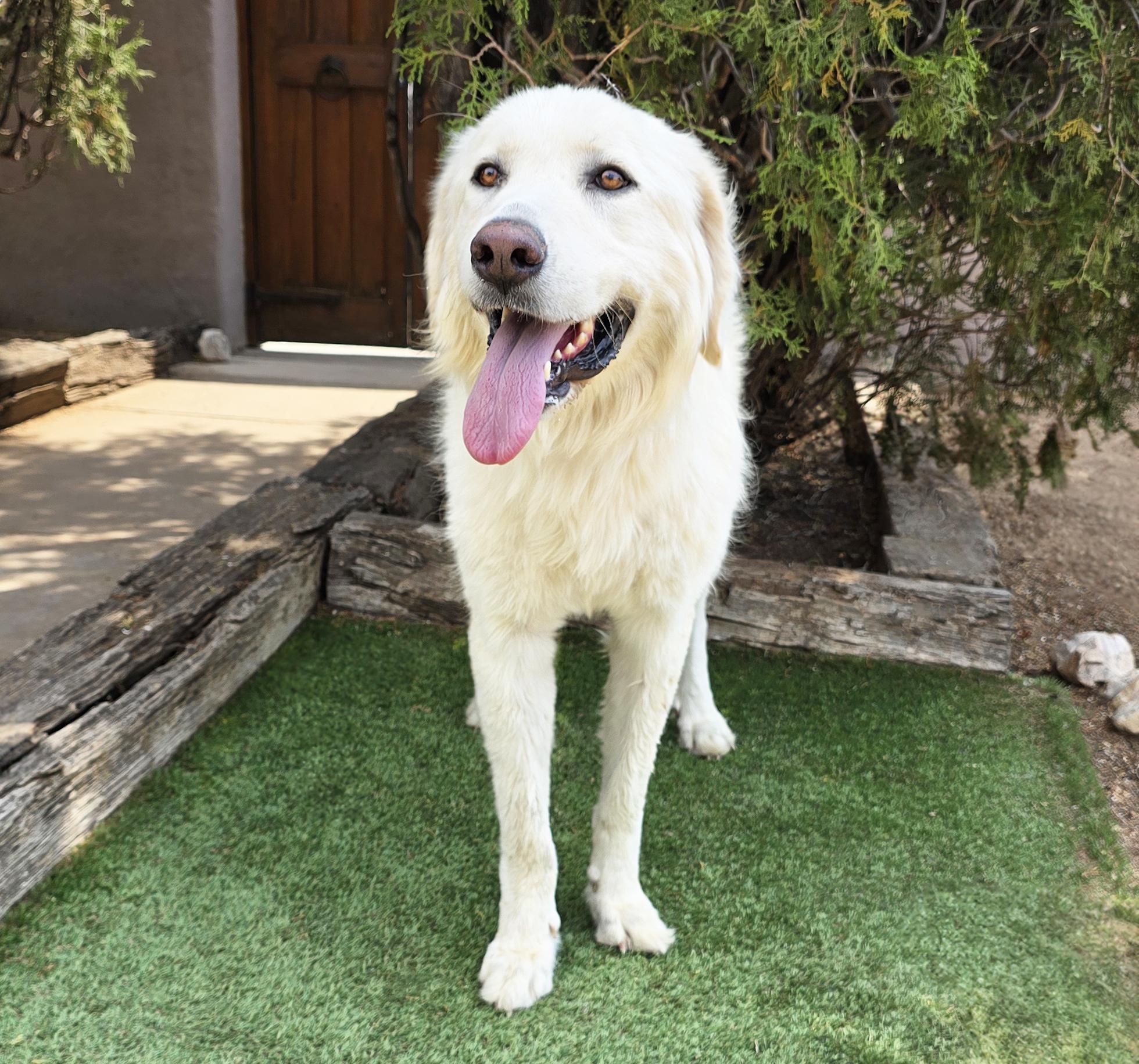 Winsome Ms Wilma Pyr - Gentle Lady, an adopted Great Pyrenees in Albuquerque, NM image 2/2