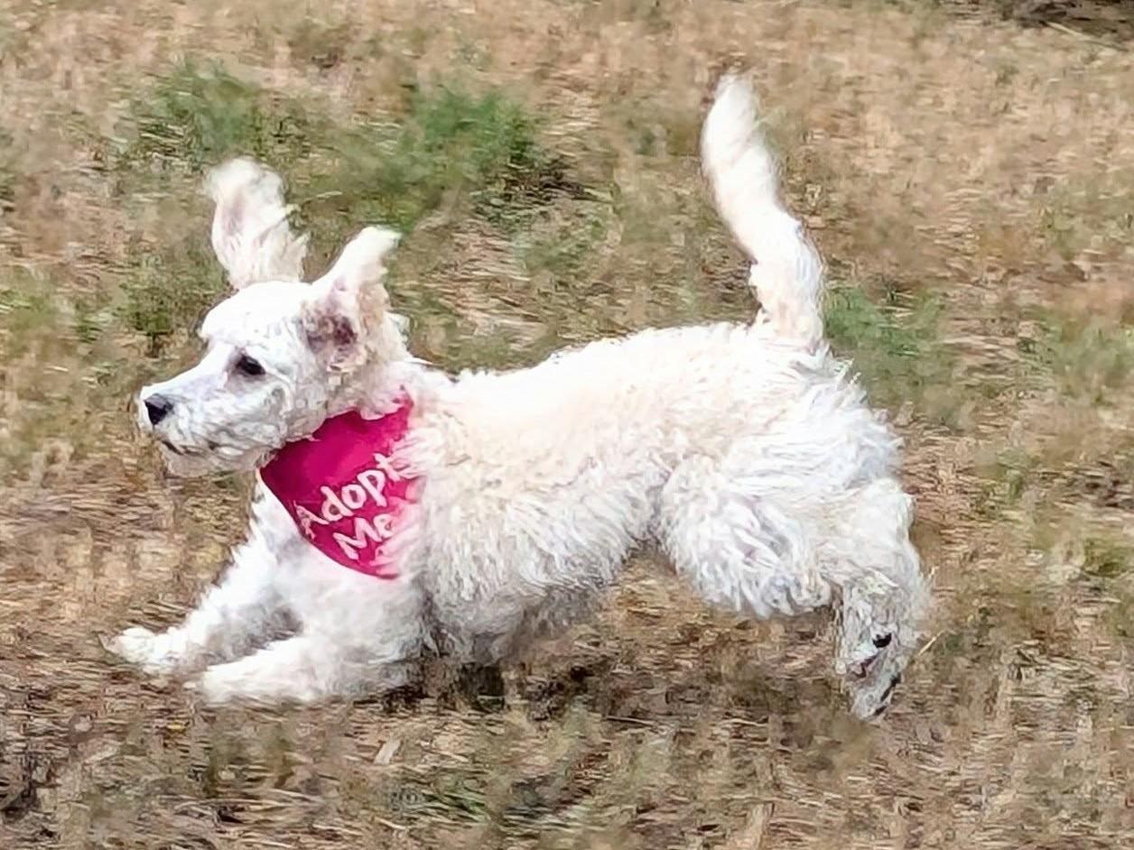 Enlarge Dior, a Adopted Havanese in Puyallup, WA image 1/1
