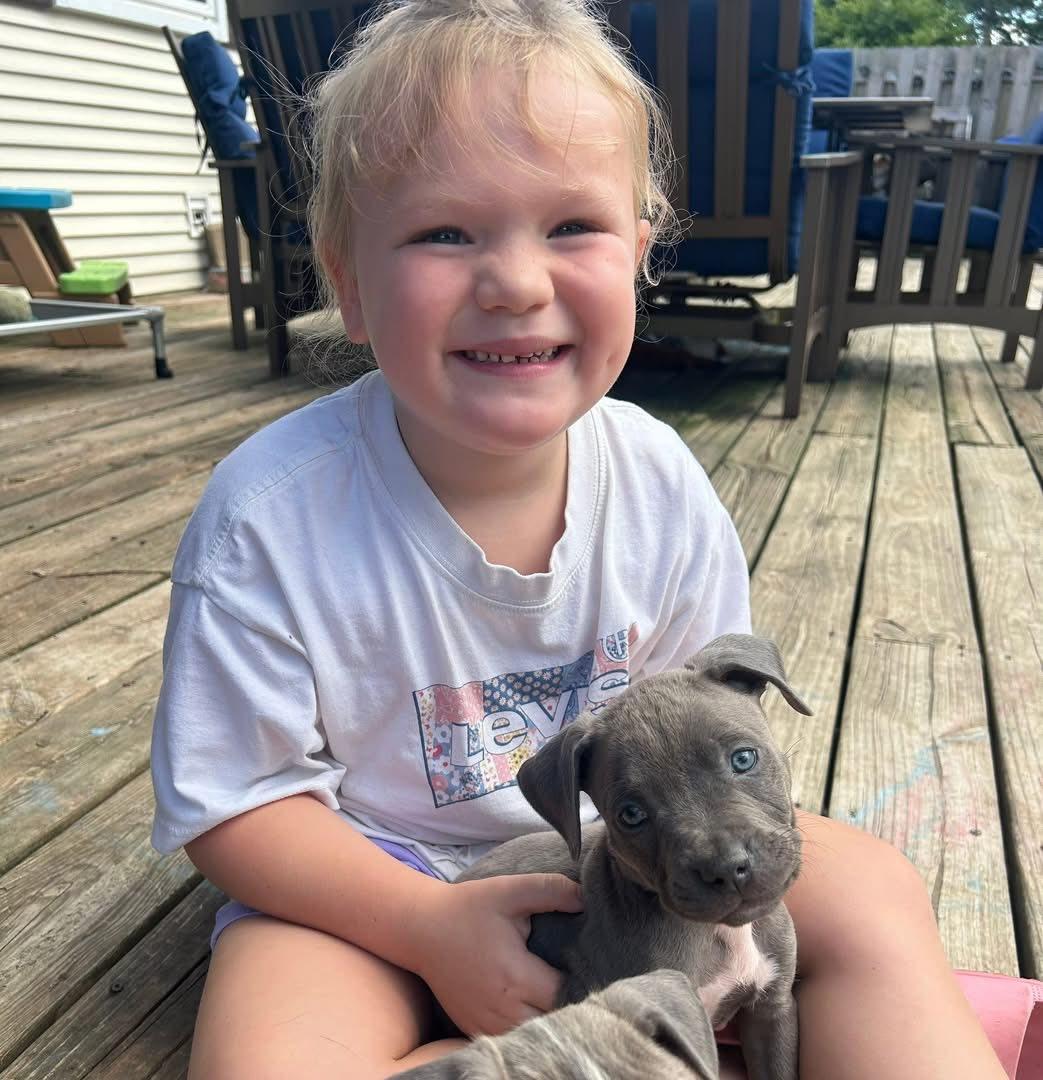 Lucky, Adoptable, Puppy Male Pit Bull Terrier & American Staffordshire Terrier.