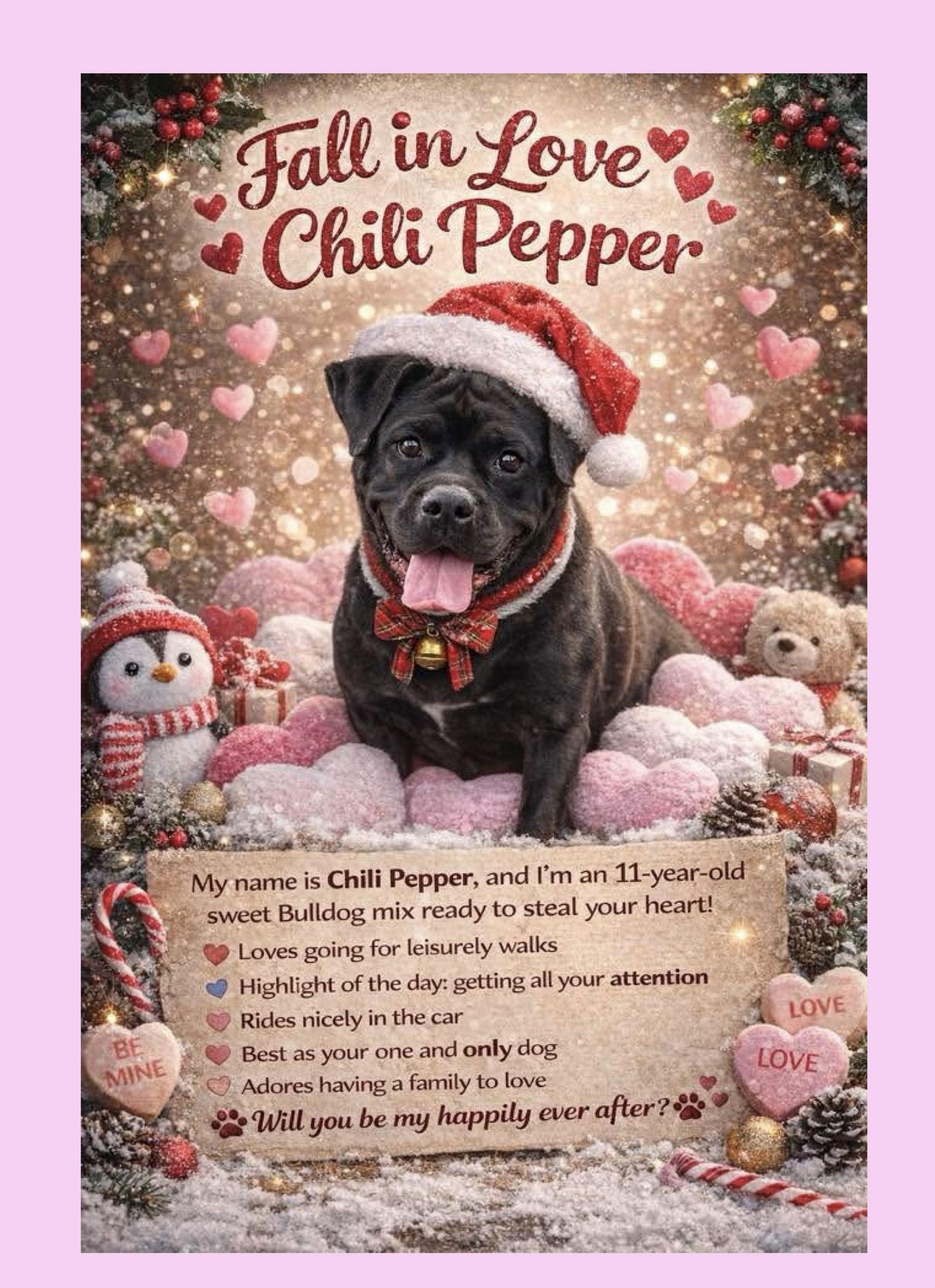 Chili Pepper, Adoptable, Adult Female American Bulldog.