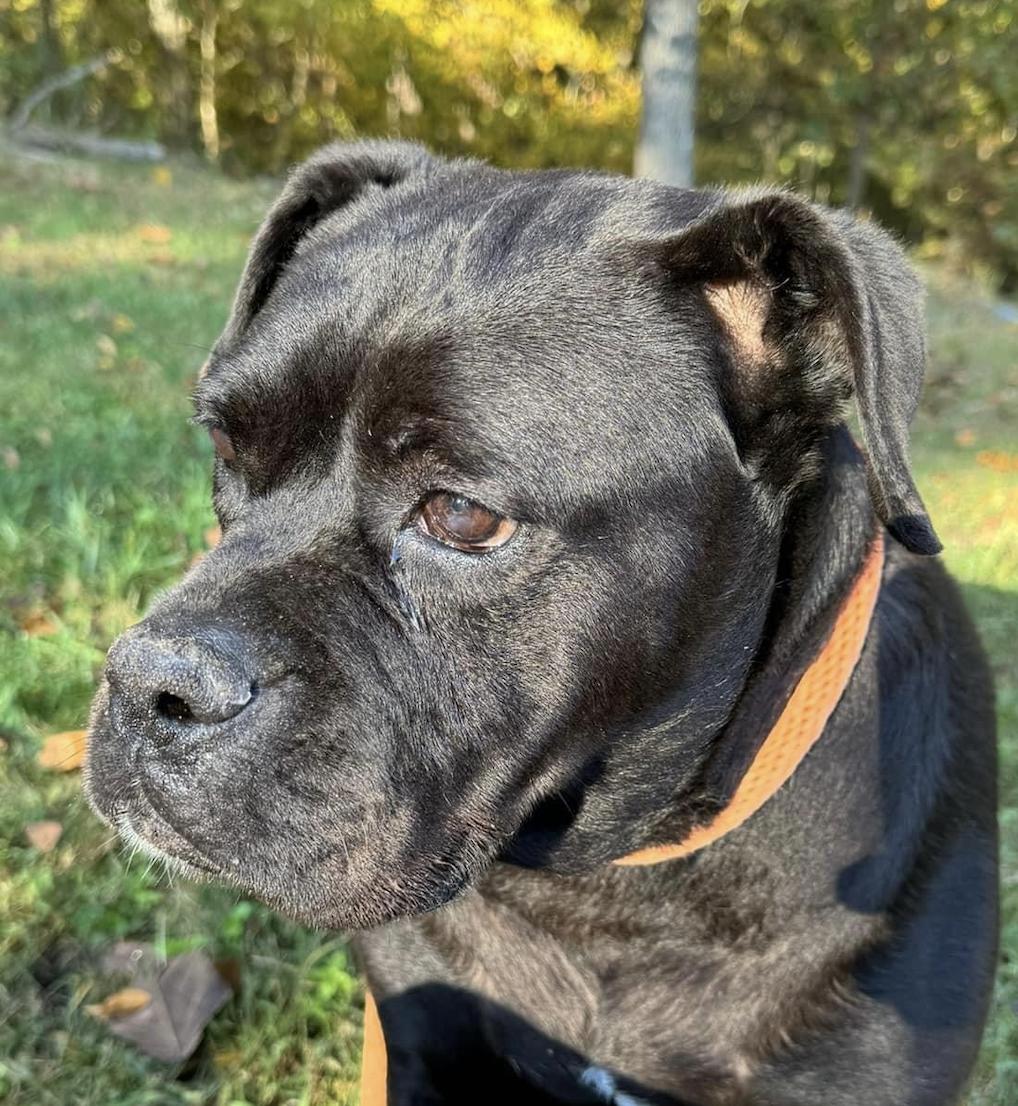 Chili Pepper, Adoptable, Adult Female American Bulldog.