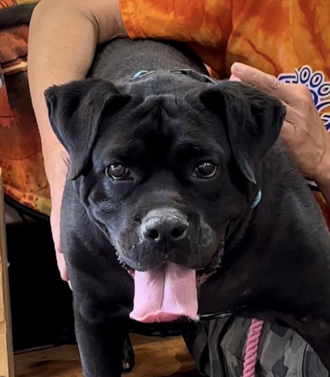 Chili Pepper, a Adoptable American Bulldog in Thomasville, NC image 2/3