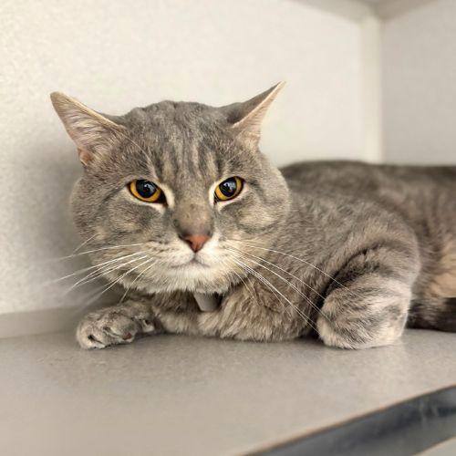 Enlarge KILLUA, a Adoptable Domestic Short Hair in Aurora, CO image 1/1