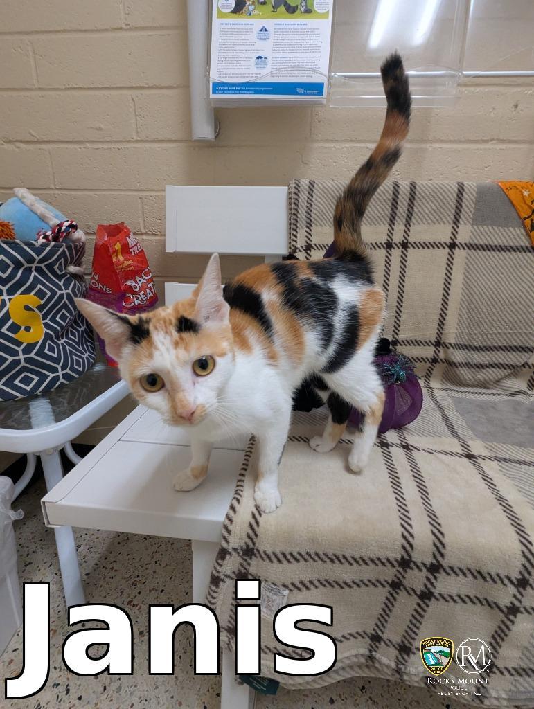 Janis, Adoptable, Adult Female Domestic Short Hair.