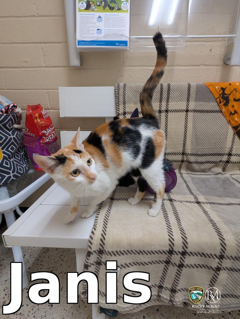 Enlarge Janis, a Adoptable mixed breed in Rocky Mount, NC image 2/3
