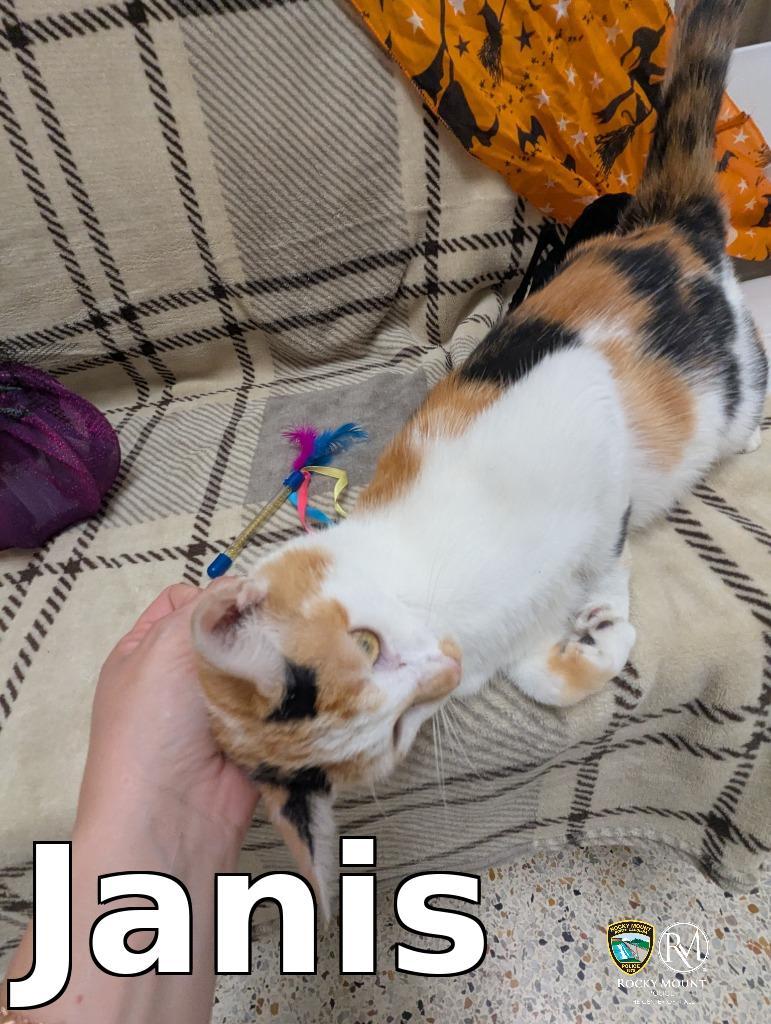 Enlarge Janis, a Adoptable mixed breed in Rocky Mount, NC image 3/3