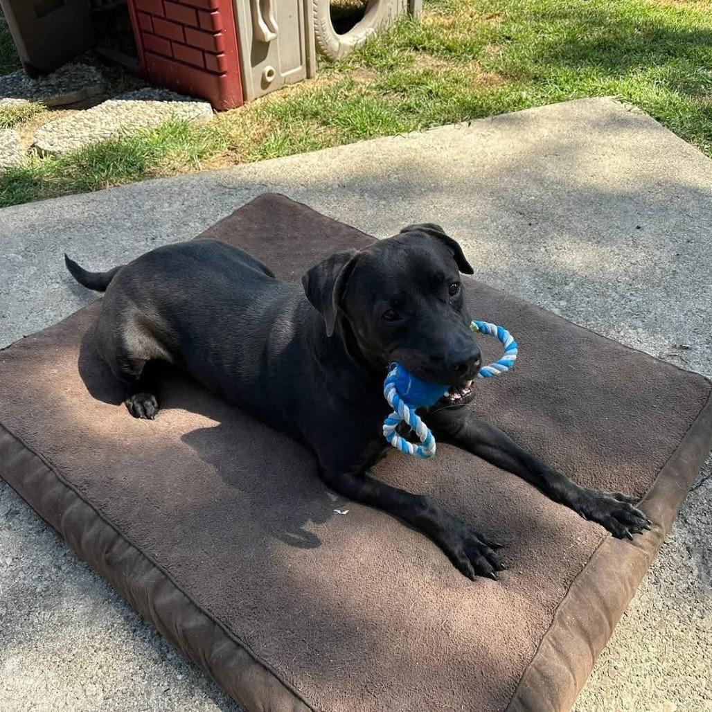 Enlarge Cooper, a Adoptable mixed breed in Galesburg, IL image 1/1