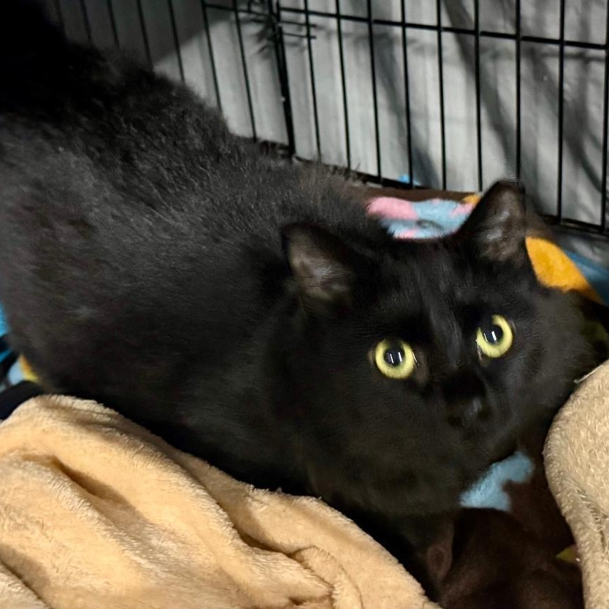 Enlarge Fluff, a Adoptable mixed breed in Gastonia, NC image 2/5