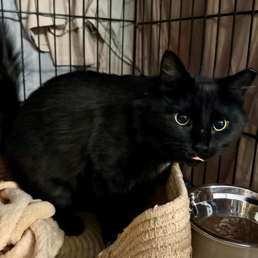 Enlarge Fluff, a Adoptable mixed breed in Gastonia, NC image 4/5