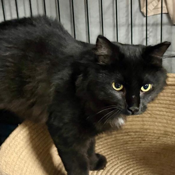 Enlarge Fluff, a Adoptable mixed breed in Gastonia, NC image 3/5