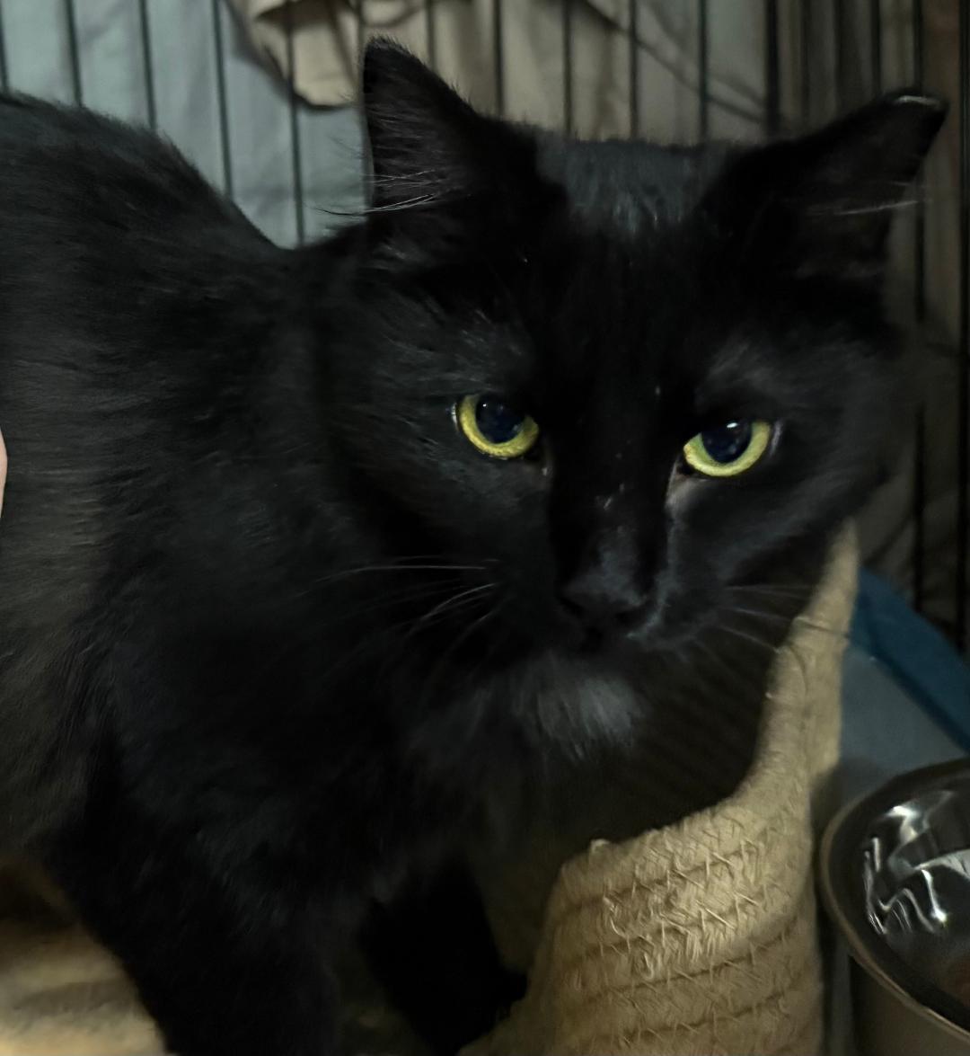 Fluff, Adoptable, Young Female Domestic Long Hair & Maine Coon.