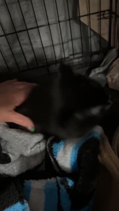 Enlarge Fluff, a Adoptable mixed breed in Gastonia, NC video 5/5
