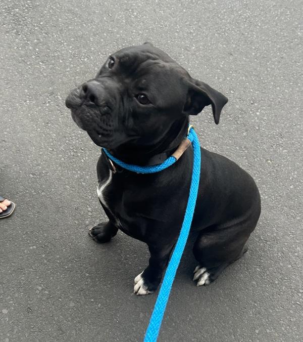 Bizkit (mcas), Adoptable, Young Male Mastiff.