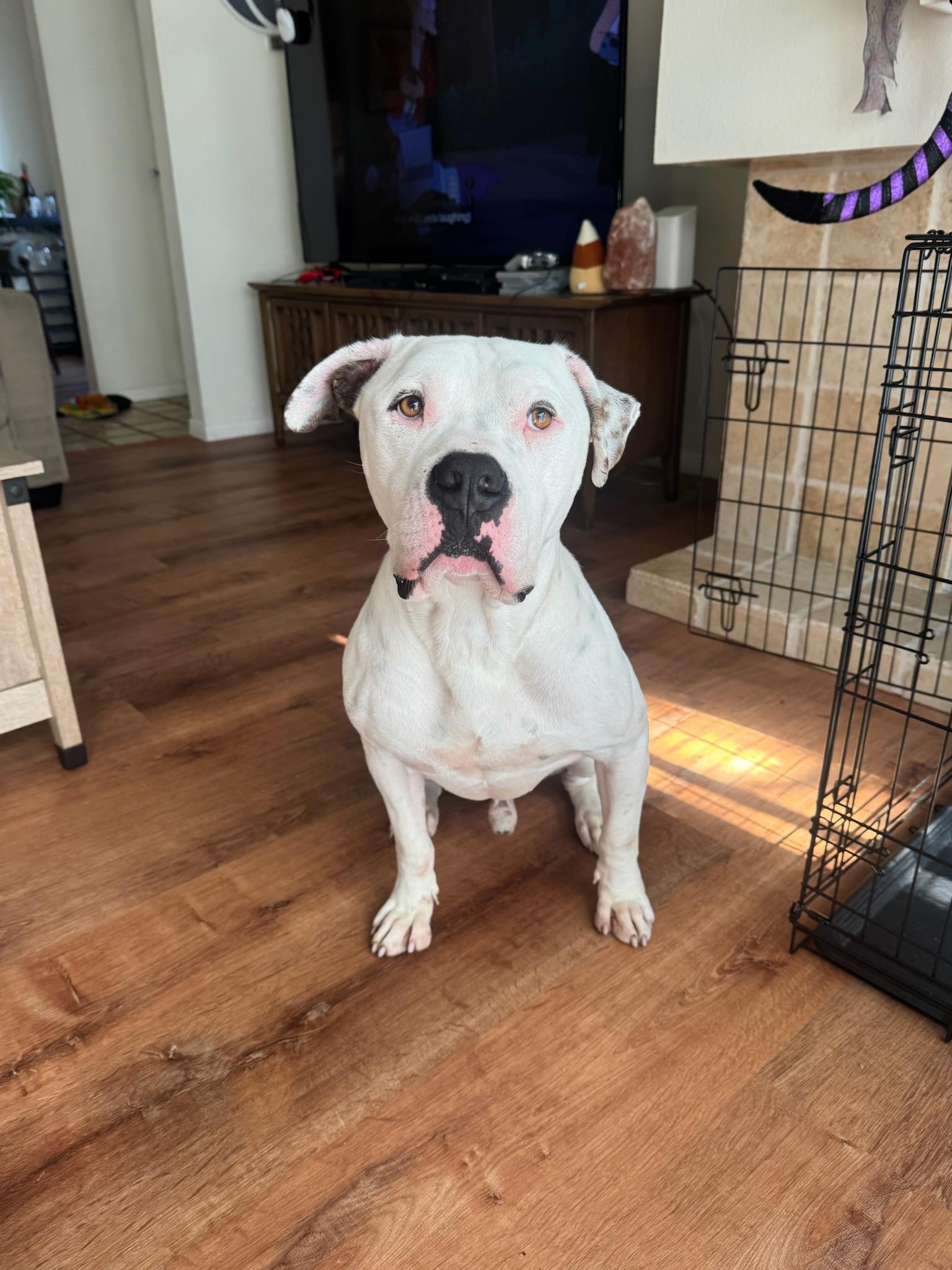 Austin , a Adoptable Pit Bull Terrier in santa monica, CA image 3/6