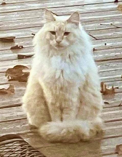 Enlarge Zeuss, an adopted mixed breed in Oregon City, OR image 1/4