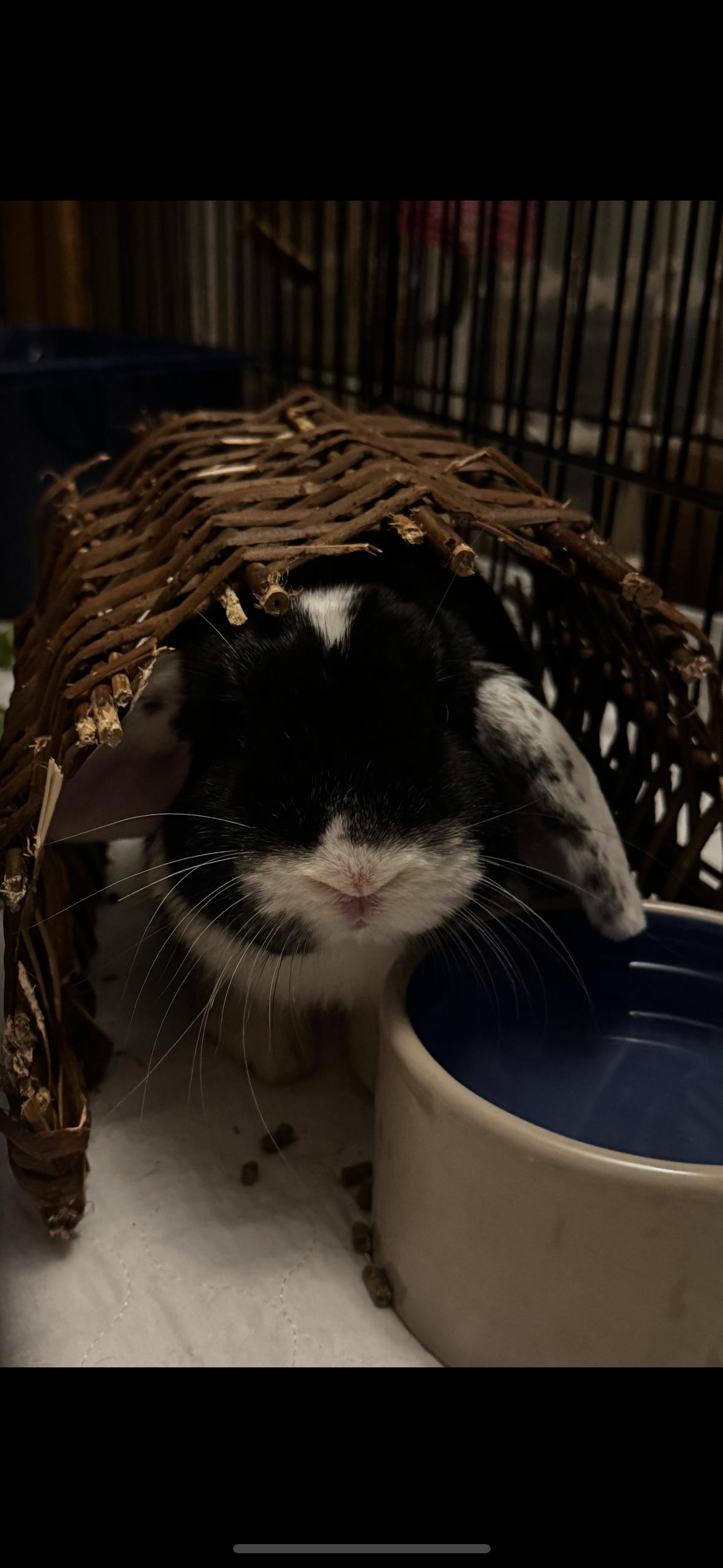 Enlarge Wally, an adopted Holland Lop in Westerville, OH image 1/3