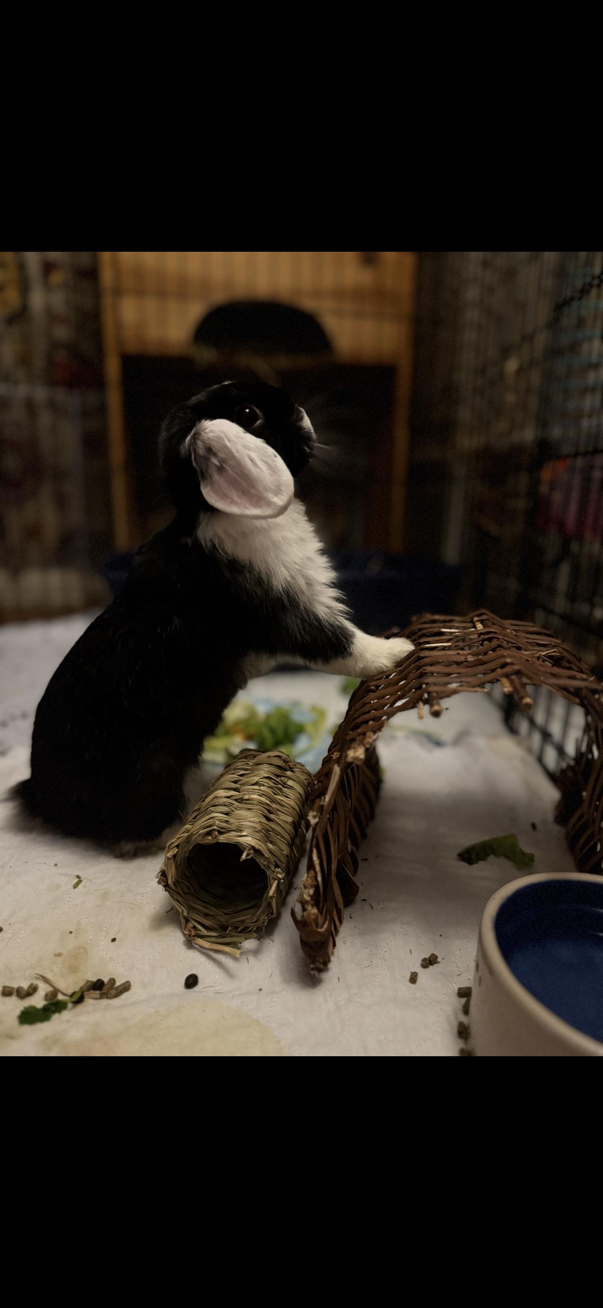 Enlarge Wally, an adopted Holland Lop in Westerville, OH image 2/3