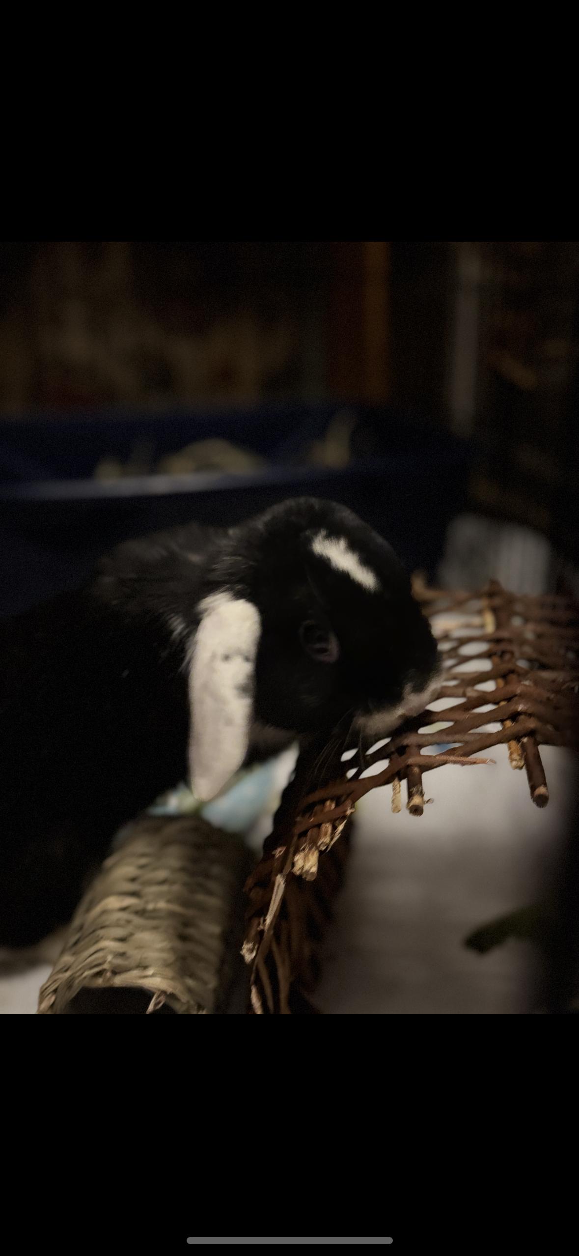 Enlarge Wally, an adopted Holland Lop in Westerville, OH image 3/3