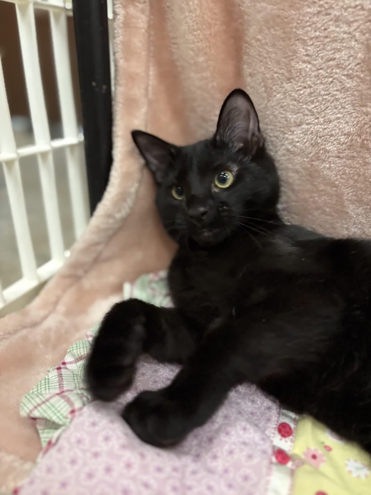 Enlarge Diesel, a Adopted Domestic Short Hair in Pueblo, CO image 4/4
