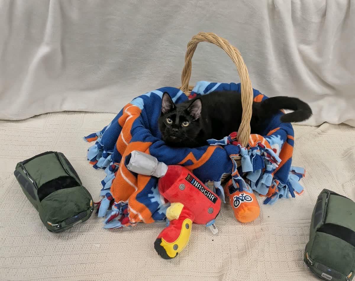 Enlarge Diesel, a Adopted Domestic Short Hair in Pueblo, CO image 1/4