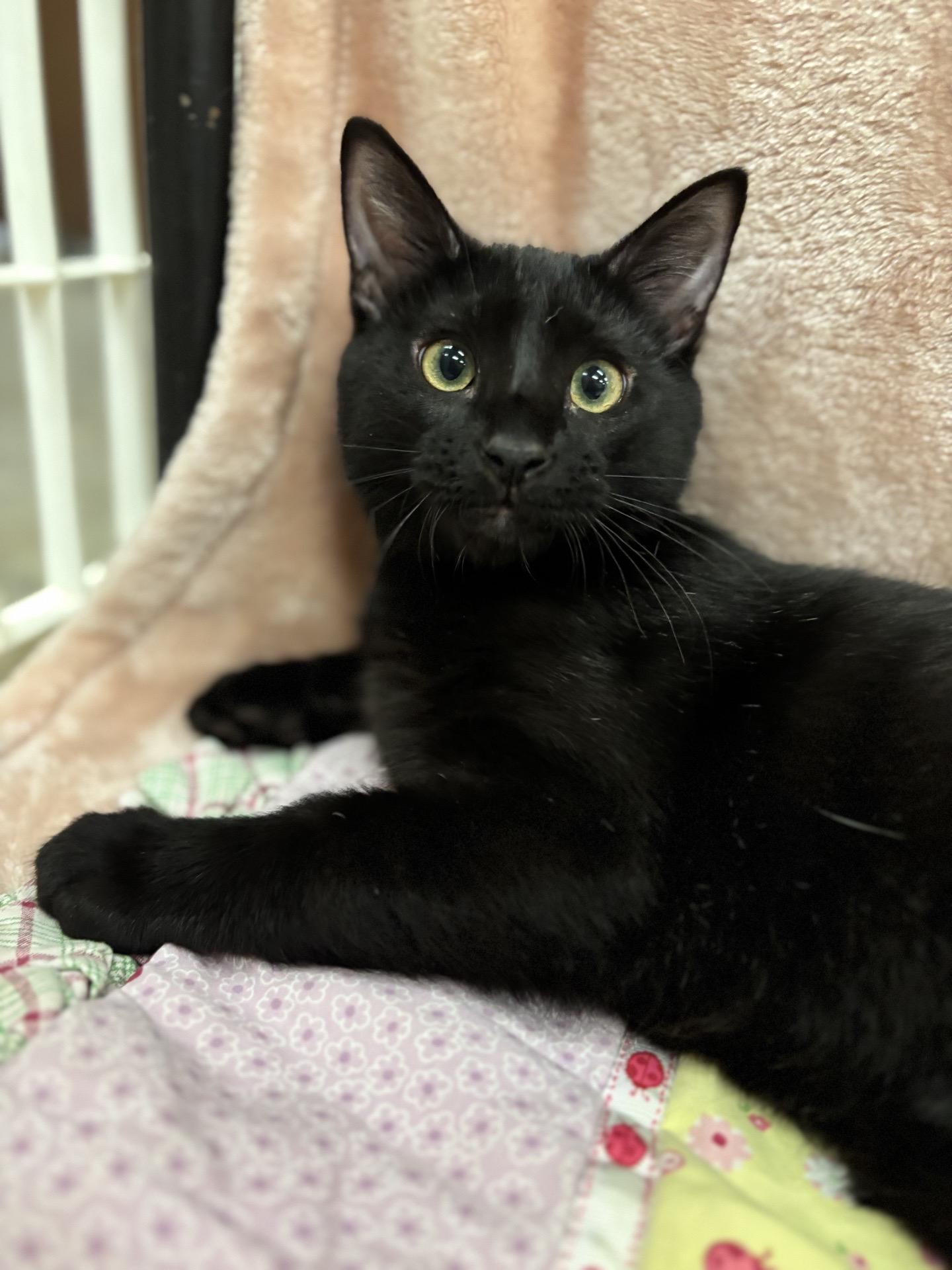 Enlarge Diesel, a Adopted Domestic Short Hair in Pueblo, CO image 3/4