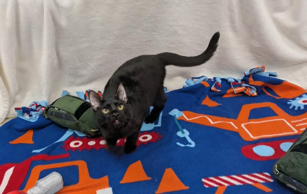 Enlarge Diesel, a Adopted Domestic Short Hair in Pueblo, CO image 2/4
