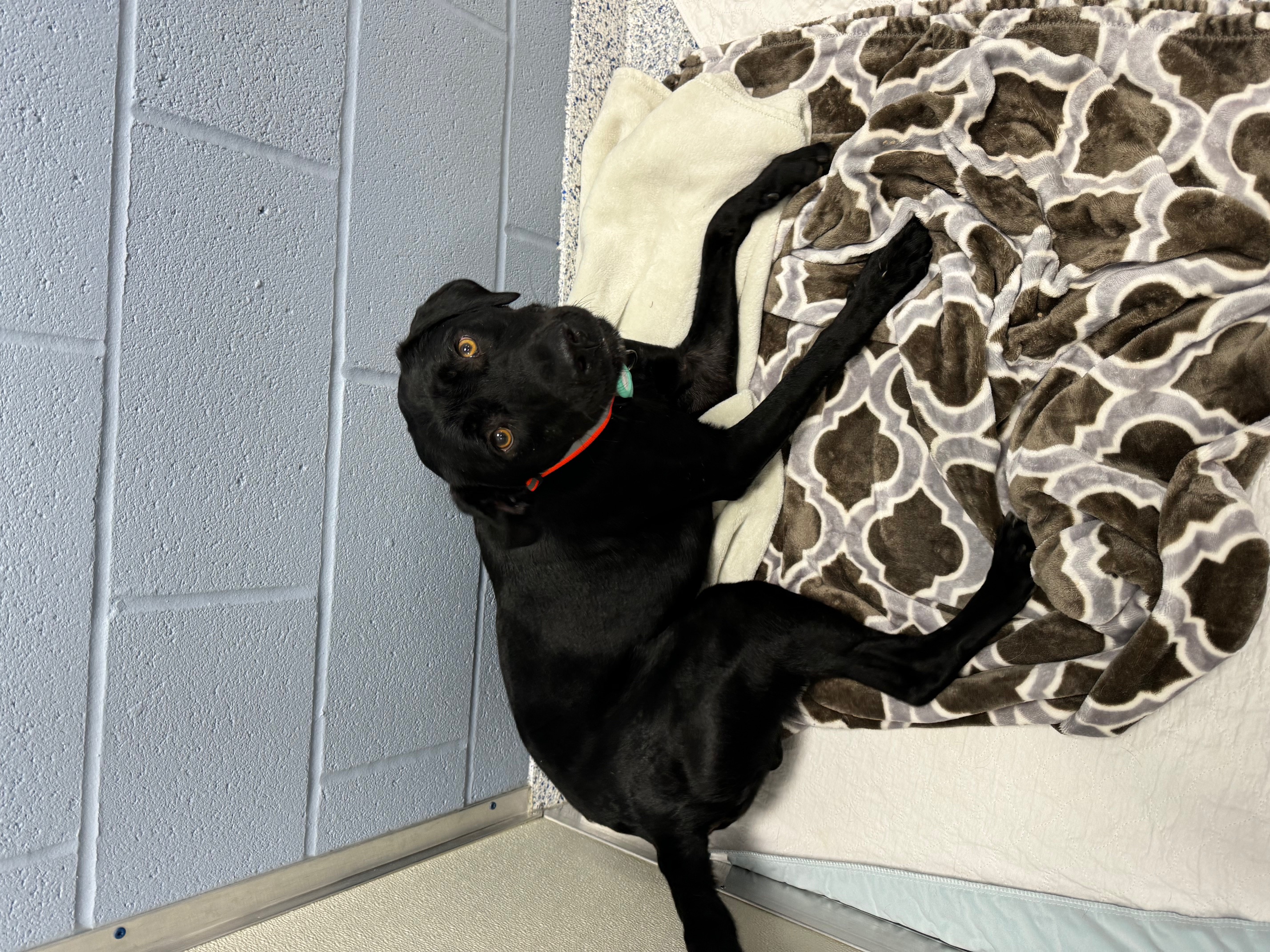 Swayze, a Adopted mixed breed in Kannapolis, NC image 4/5